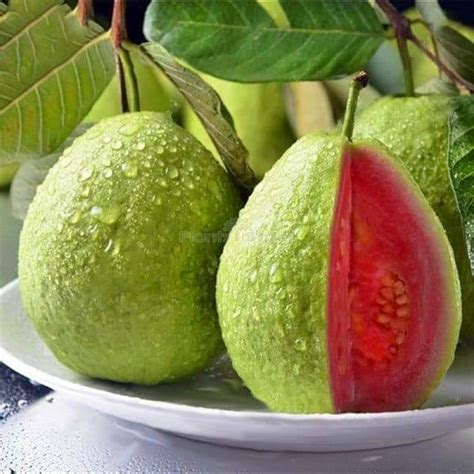 Buy Thai Red Guava Fruit Plant Online At Plants Bazar Order Now