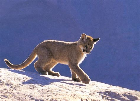 The Animal Photo Archive Cougar Cub