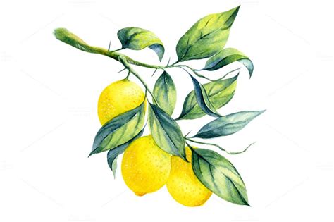 Watercolor lemon branch by elyaka on Creative Market ... This entry was posted in png files and tagged drawing, silhouette, tree on august soft teal green grunge splatter background (jpg).
