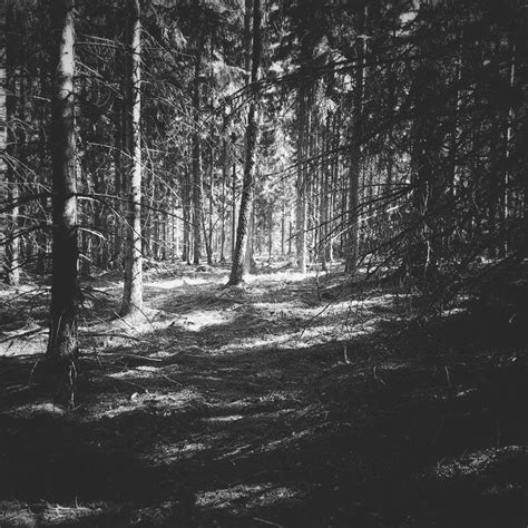Dark Forest By Mgot On Deviantart