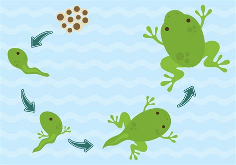 Frog Life Cycle Free Vector Art 17 Free Downloads