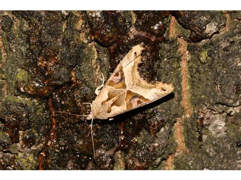 de vlinderstichting vlinder agaatvlinder phlogophora meticulosa foto s imago