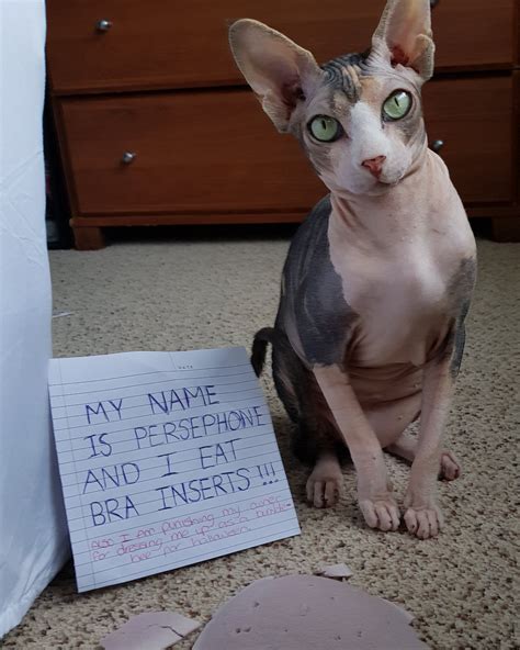 90 Cats That Were Publicly Shamed By Their Owners Top5