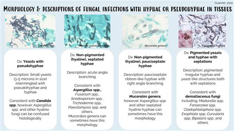 Morphology And Descriptions Of Fungal Infections With Grepmed