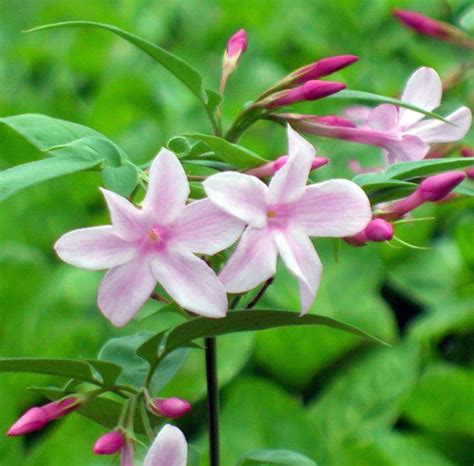 Jasminum Stephanense Plants Jasmine Plant Trees To Plant