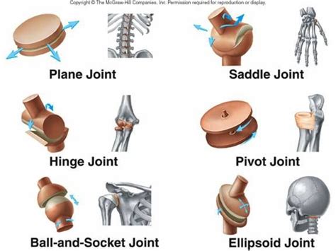 Synovial Movable Joints Synovial Joint Joints Anatomy Human