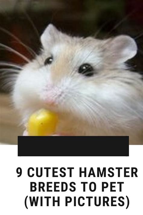 9 Cutest Hamster Breeds To Pet With Pictures In 2020 Hamster Breeds Cute Hamsters Hamster