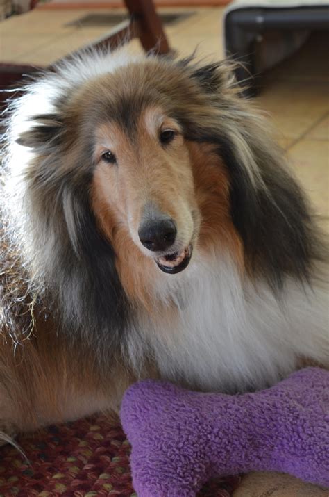 Dog For Adoption Lassie Near Chantilly Va Petfinder