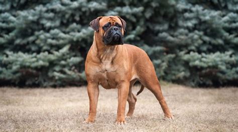 Bullmastiff Dog Breed Information Facts Traits Pictures And More