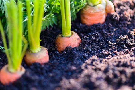 Carrots Growing In The Soil Organic Farm Carrot On Ground Fresh