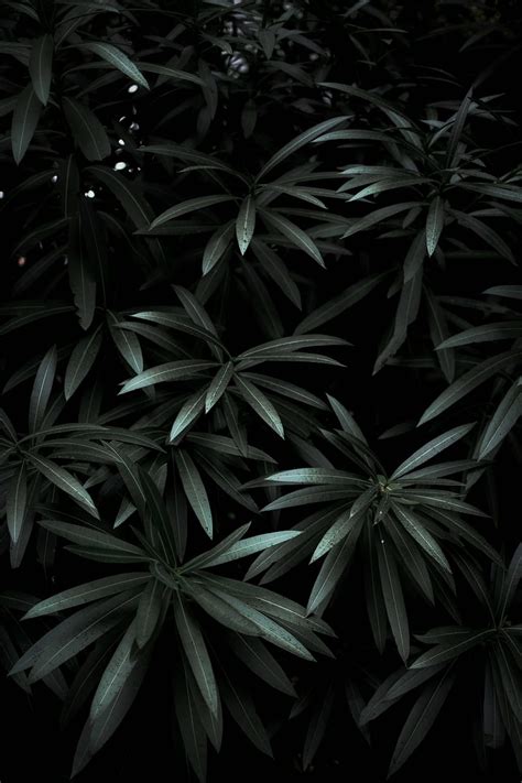 Green Dark Leaves Plant Shade Hd Phone Wallpaper Peakpx