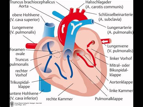 Herz Anatomie Und Physiologie Die Anatomie Und Physiologie Des Herz