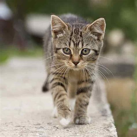 Cats with feline immunodeficiency virus (fiv) often live for many years with few or no serious is a diagnosis of feline immunodeficiency virus (fiv) serious? How long do Cats live? Average Lifespan of a Cat - Catsfud
