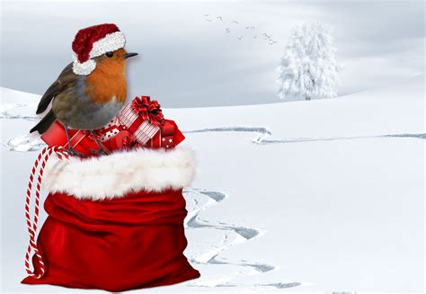Christmas Robin In Hat Free Stock Photo Public Domain Pictures