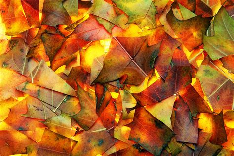 Abstract Background From Autumn Leaves Photograph By Aleksandr Volkov
