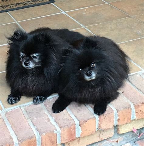 Beautiful Black Pomeranians Perros Pequeños Perros Perrito