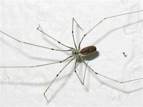 Tiny Skinny House Spider With Long Delicate Legs Pholcus