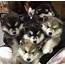Alaskan Malamute Puppies  Doglers