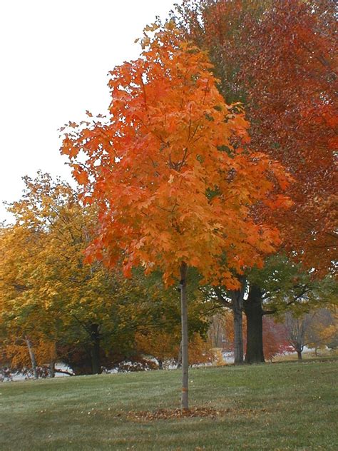 Maple, Sugar Fall Fiesta® - TheTreeFarm.com