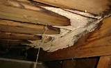 Termite Remediation Cost Pictures
