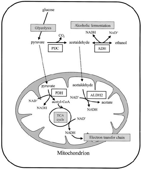 Aerobic And Anaerobic Metabolic Pathways Of Rice In The Aerobic