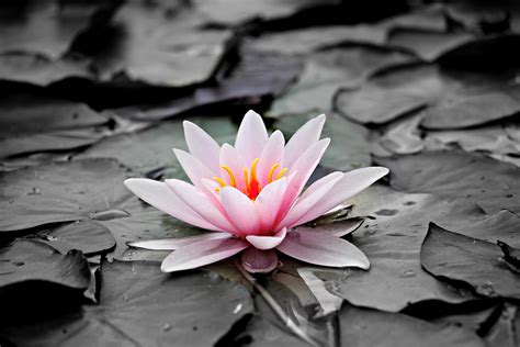 The background is lotus leaf and lotus bud in a pond. Free photo: Pink and White Lotus Flower - Aquatic plant ...