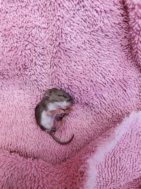 Help Found Newborn Field Mouse Couldnt Just Leave It Its Eyes Aren