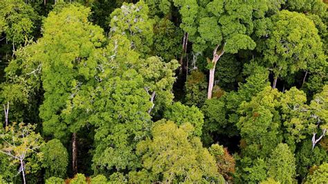 The trees can reach 145 feet (45 meters) into the sky, with some emergent species growing even higher, and branch out in competition with other plants to get as much sunlight as possible. Rain Forest Rescue
