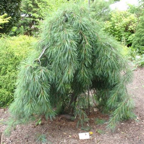 Weeping Dwarf Evergreen Trees Pinus Strobus Pendula Evergreen
