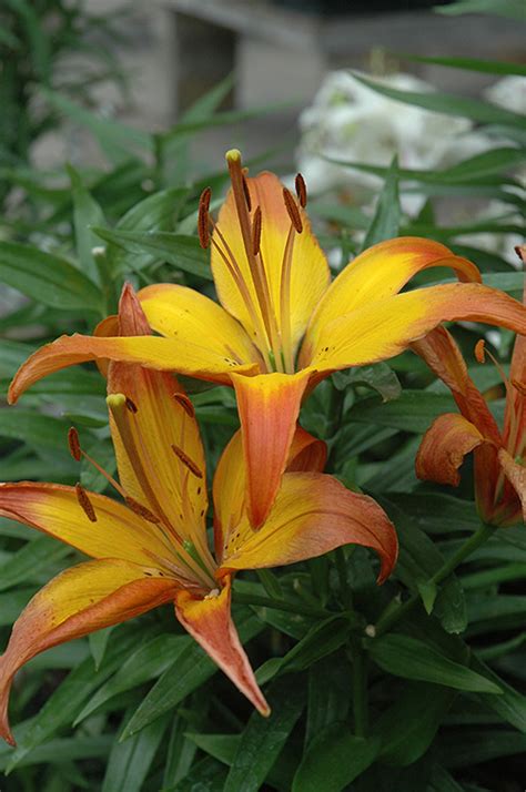 Send flowers to cancun mexico. Cancun Lily (Lilium 'Cancun') in Toronto Orangeville ...
