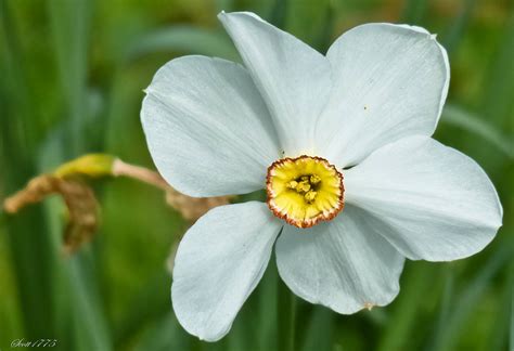 Poets Daffodil Narcissus Recurvus Shooting Visions Flickr