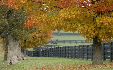 Fall Horse Wallpaper 42 Images