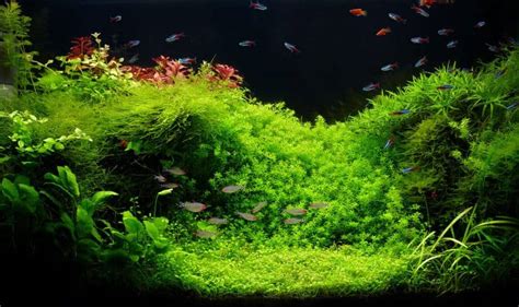 8 Aquarium Plants That Stay Small Great Foreground Or Nano Plants