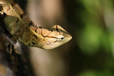 Macro Photo Of A Chameleon Free Image By Manu On
