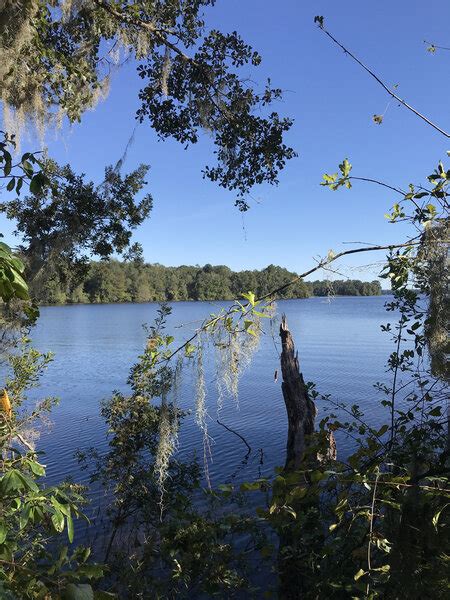 Lake Talquin State Forest From The Longleaf Loop