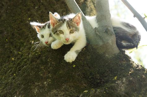 Sibling Kittens On A Tree At A Park In Lviv A Photo On Flickriver