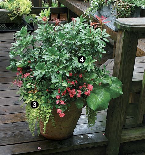 10 Plants For Year Round Containers Finegardening Container Plants
