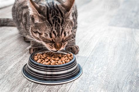 The nature's variety got a bit expensive for my i'm a college student! Best Cat Dry Food for Cats of All Ages: A Complete 2020 ...