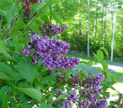 Syringa Vulgaris Common Lilac Go Botany