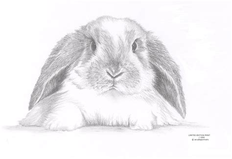 Lop Eared Rabbit Bunny Limited Edition Art Drawing Print Signed By Uk