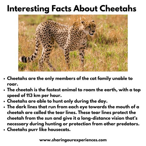 Interesting And Fun Facts About Animals For Kids Sharing Our