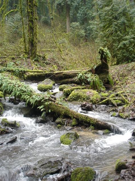 Tryon Creek Inner Loop Hike Hiking In Portland Oregon And Washington
