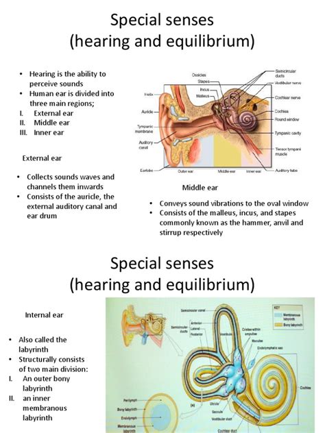 Special Senses Hearing And Equilibrium Ear Hearing