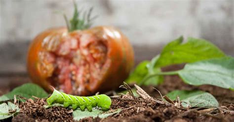 Once attached, the wasp larvae will feed on the tomato. Cómo controlar y prevenir los gusanos
