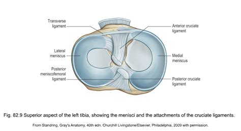 Anatomy Of The Knee Musculoskeletal Key