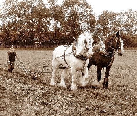 Working Shire Horses At Worstead In Norfolk Janna Flickr