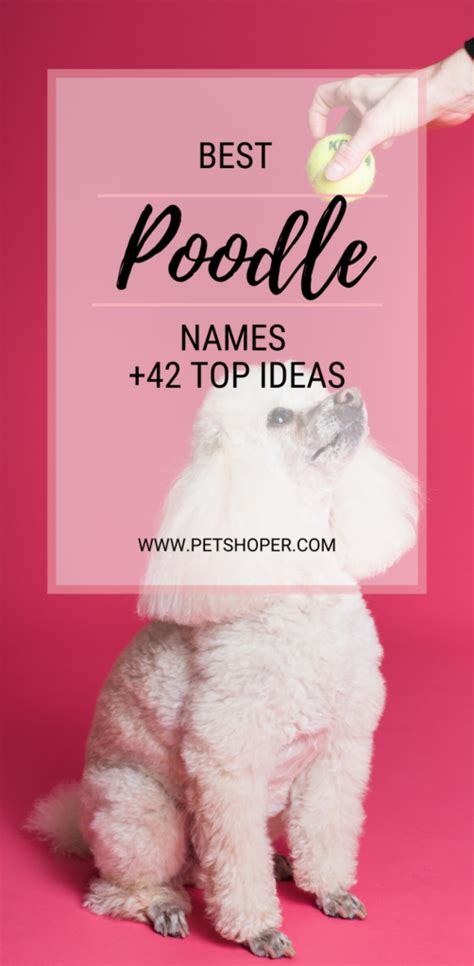 Best Poodle Names 42 Cute Ideas With Video Petshoper Girl Dog