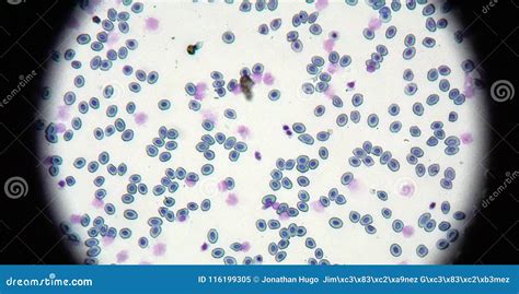Fish Blood Cells At Microscope Stock Image Image Of Blood Look