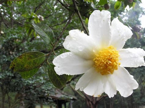 Fiori della primavera ciliegia uccello albero con fiori bianchi. Piante profumate: consigli pratici ed indicazioni - Tuttogreen