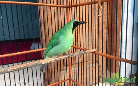 11 Cucak Ijo Warna Hijau Muda